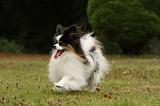 EPAGNEUL PAPILLON 061